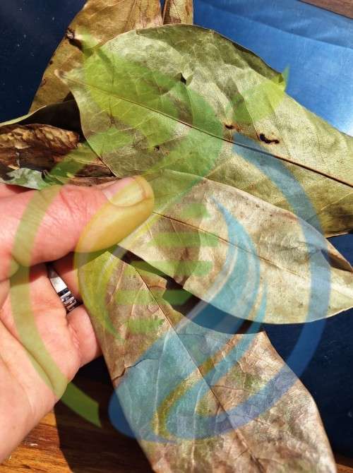 Soursop Leaves Dried