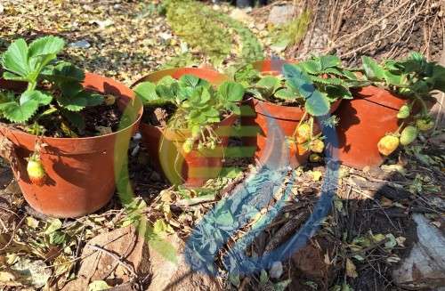 Strawberry Spring Special