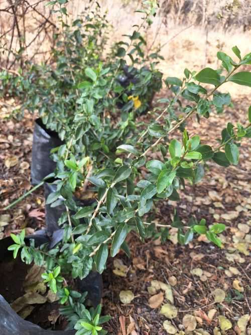 Kei Apple Fruit Tree