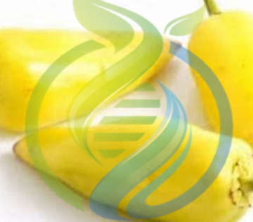 Hungarian hot Wax Chilli Pepper