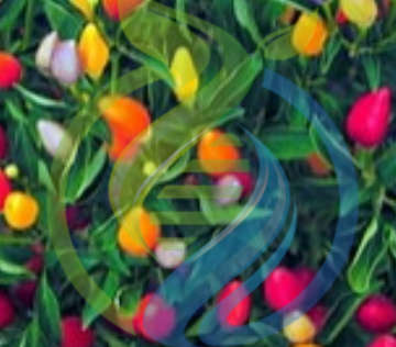 Chinese Five Colour Chilli Seeds