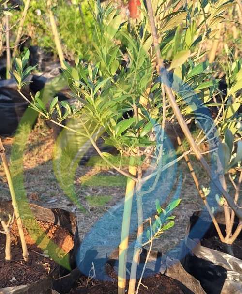 Arbequina Olive Tree