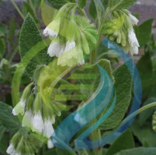 Comfrey Rhizomes White
