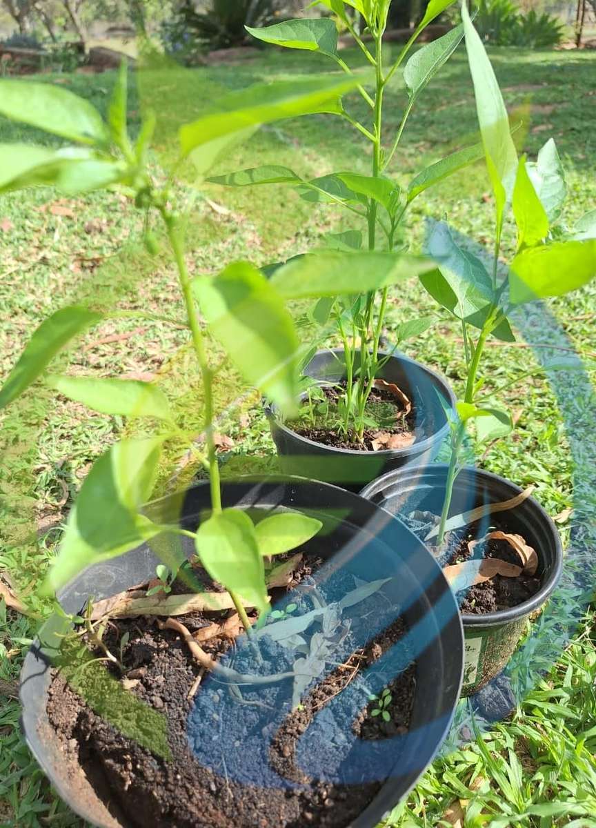 Cayenne Chilli Plants
