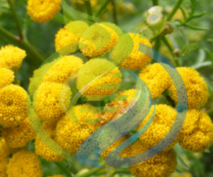 Tansy Plant