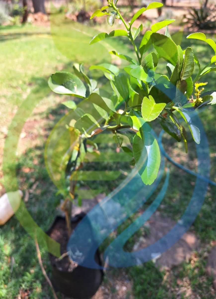 Thai Lime tree