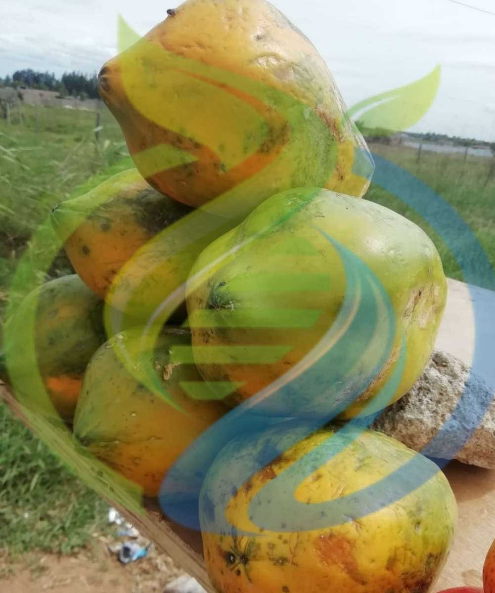 Mozambique Sweet Papaya Seed