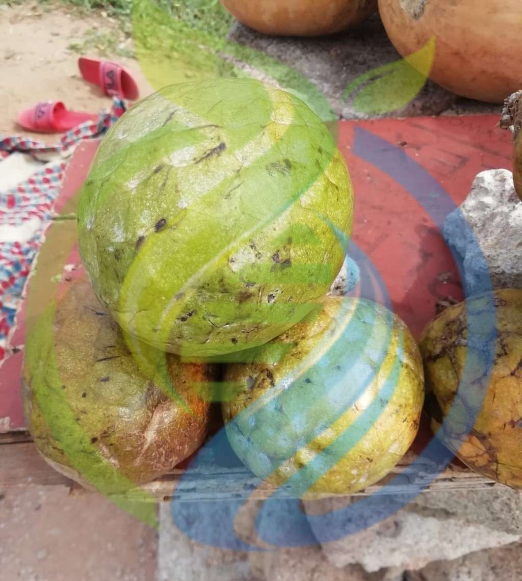 Large Custard Apple Seeds