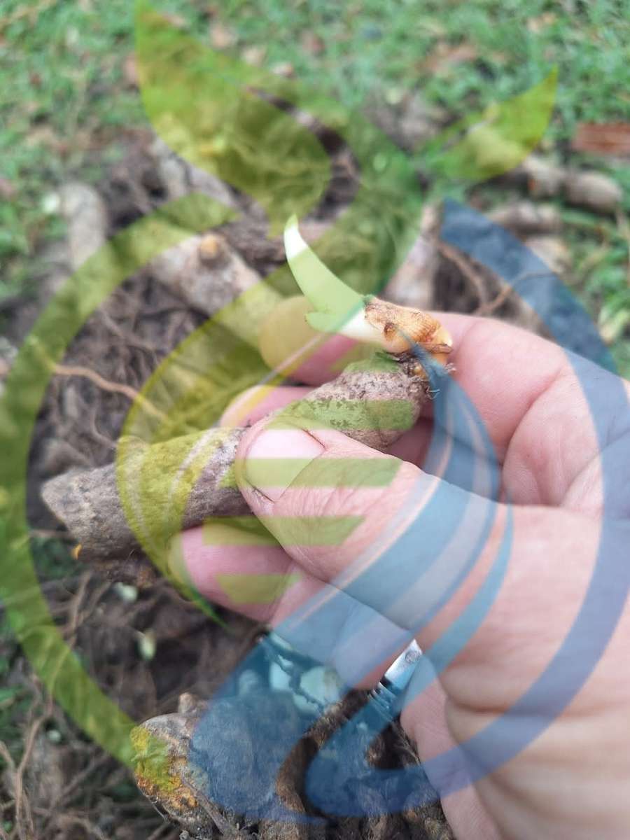 Sprouting Turmeric Rhizome