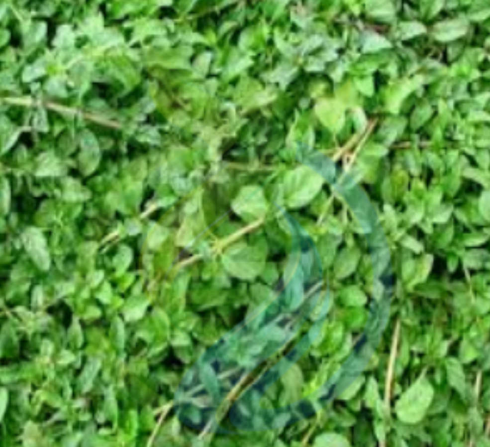 Penny Royal Ground Cover