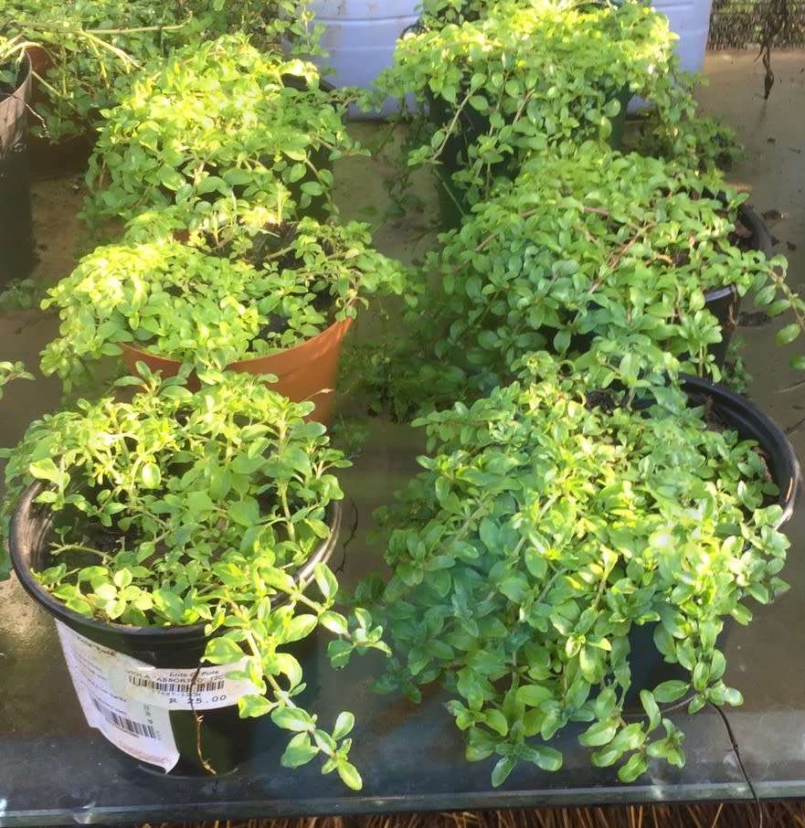 Penny Royal Ground Cover