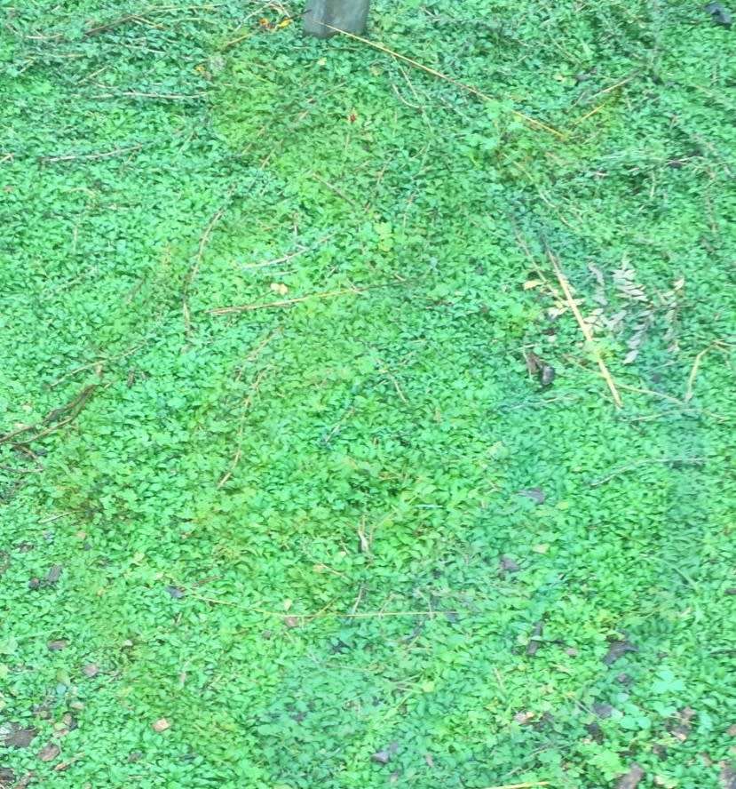 Penny Royal Ground Cover