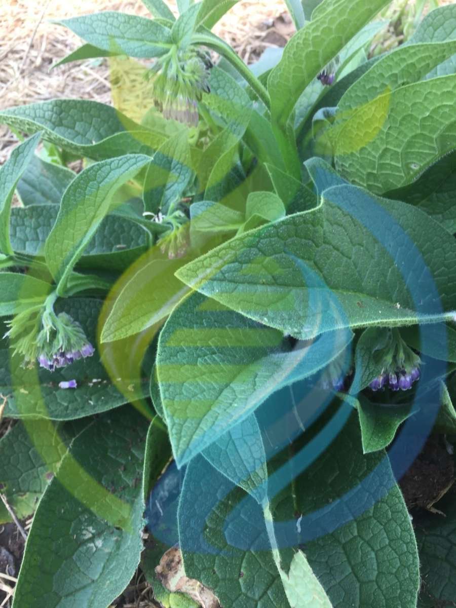 Comfrey Plant
