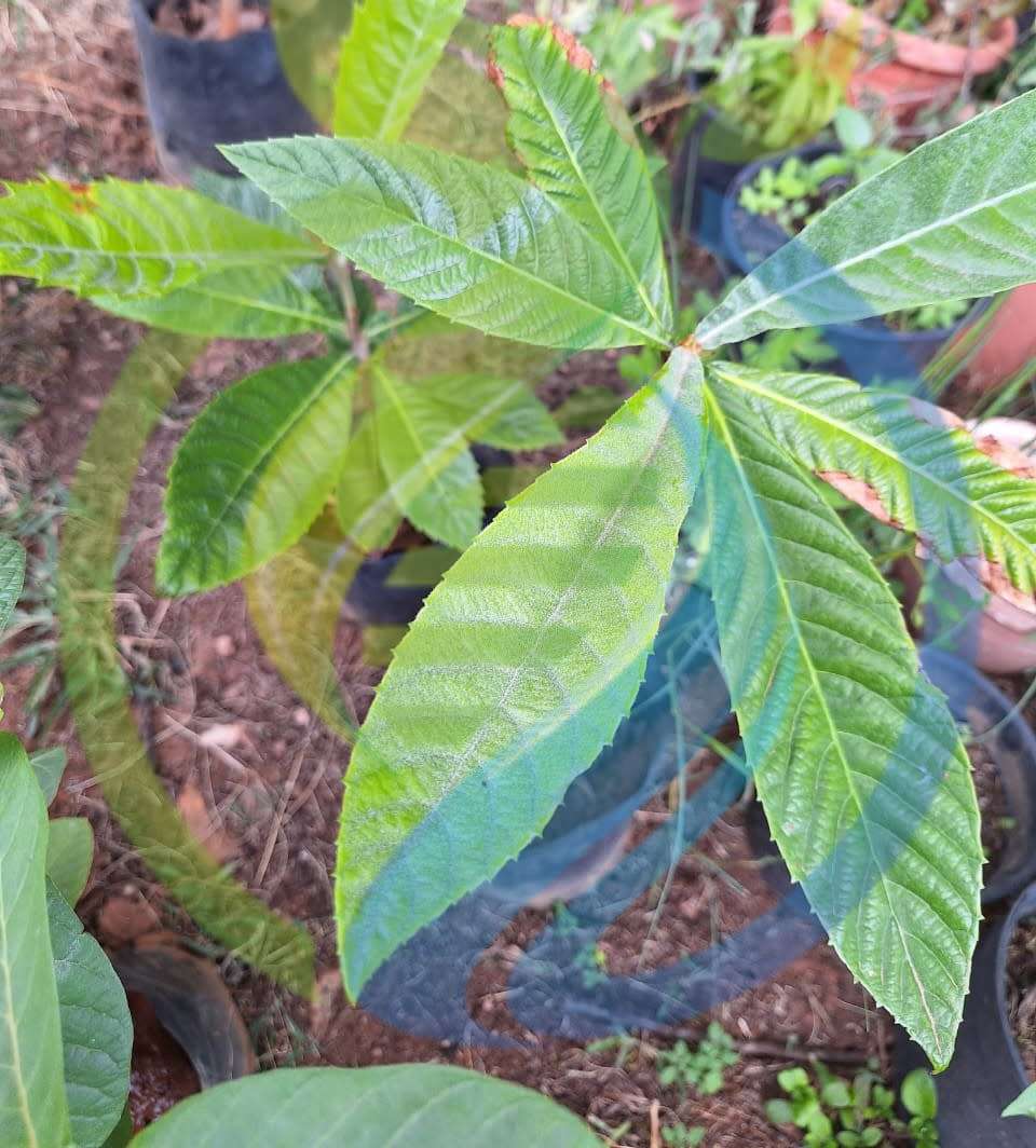 Loquat Tree