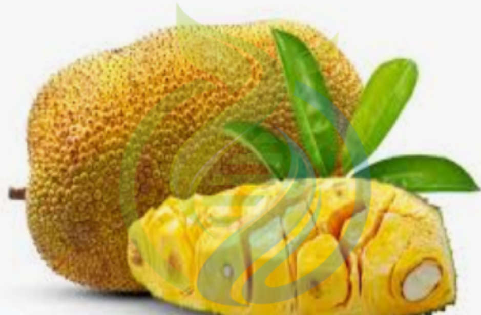 Sprouting Jackfruit Seed