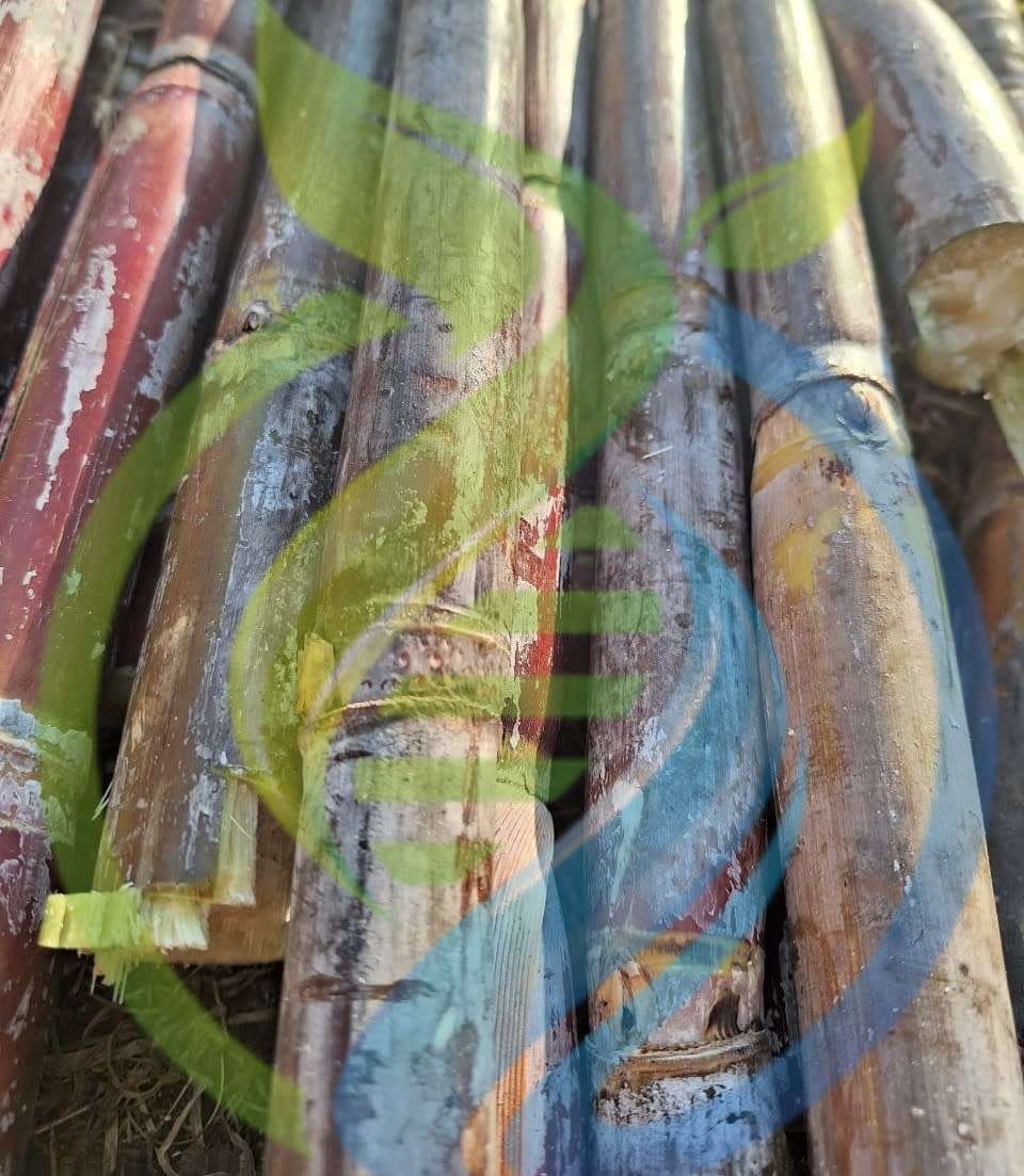 Sugarcane Cuttings