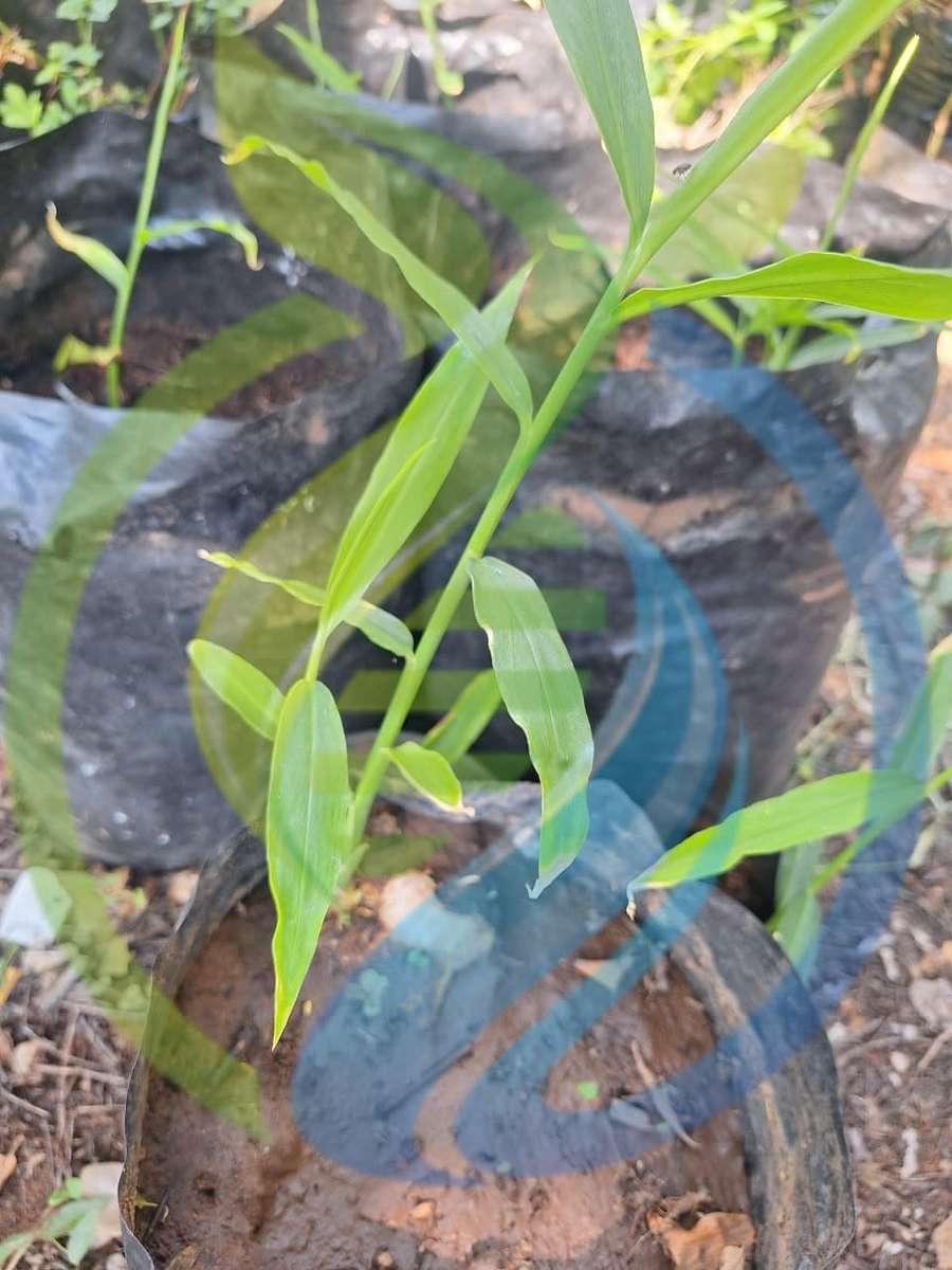 Ginger Rooted Rhizomes