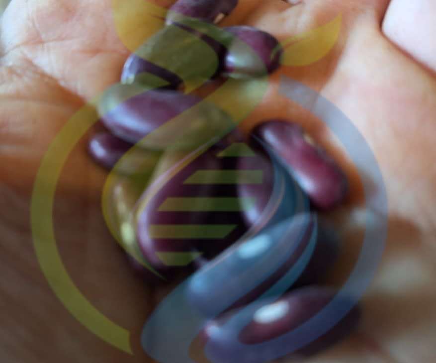 Malawi Purple Kidney Bean