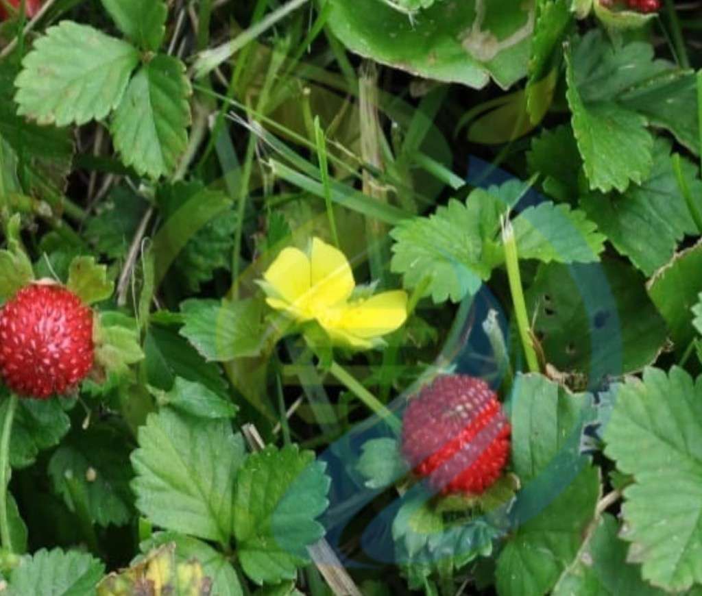 Wild Strawberry Plant