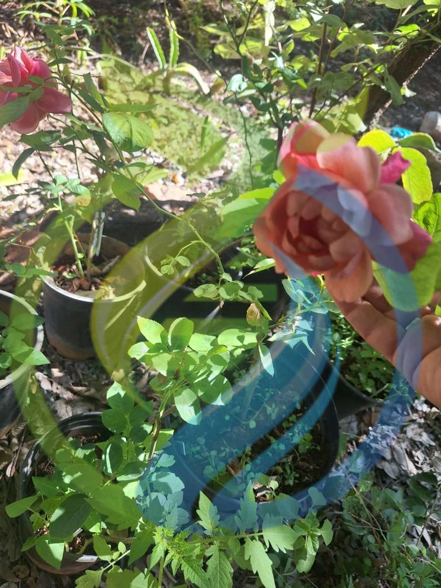 Willie Wonka Rose Plant