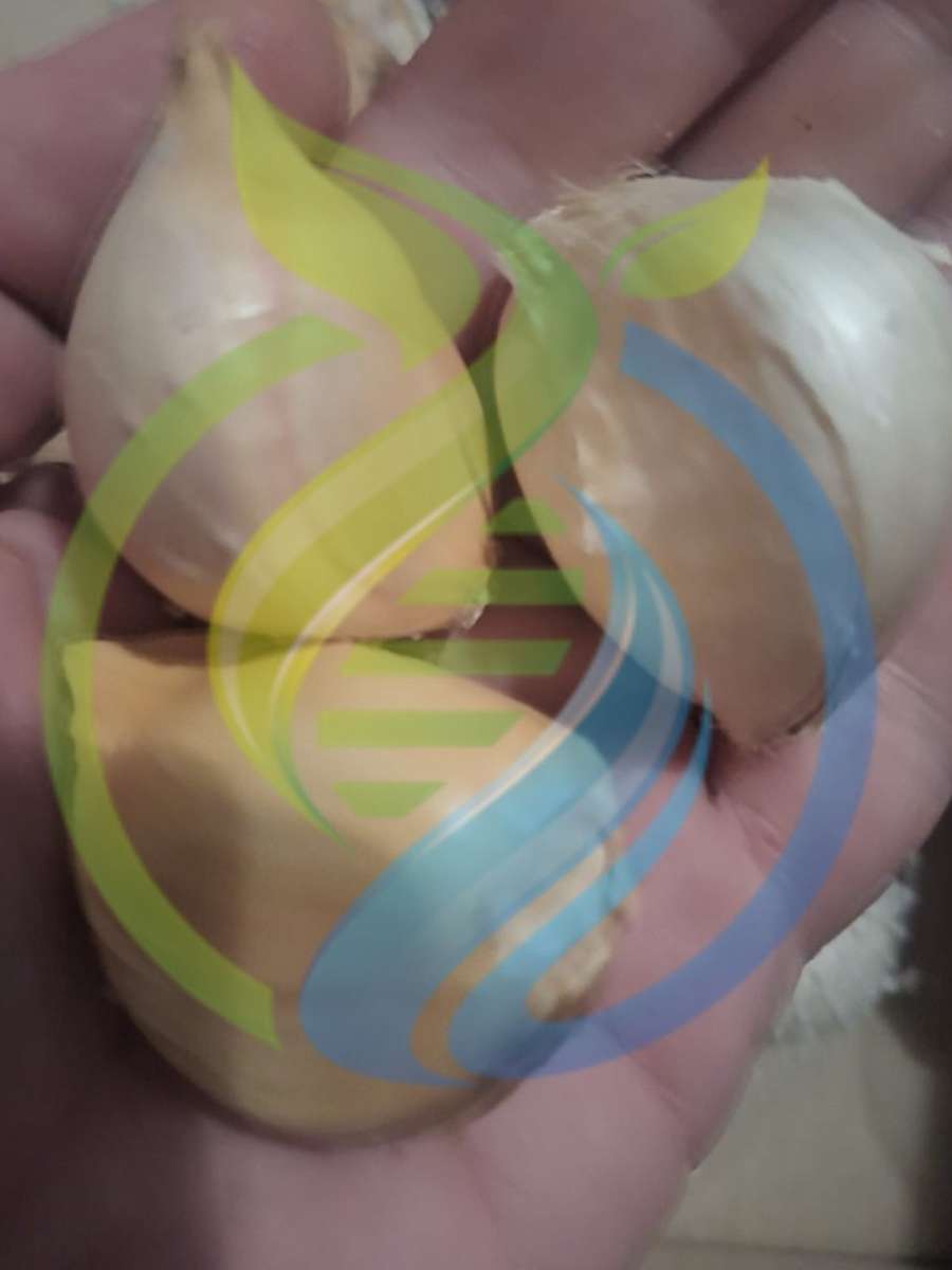 Elephant Garlic Bulbs