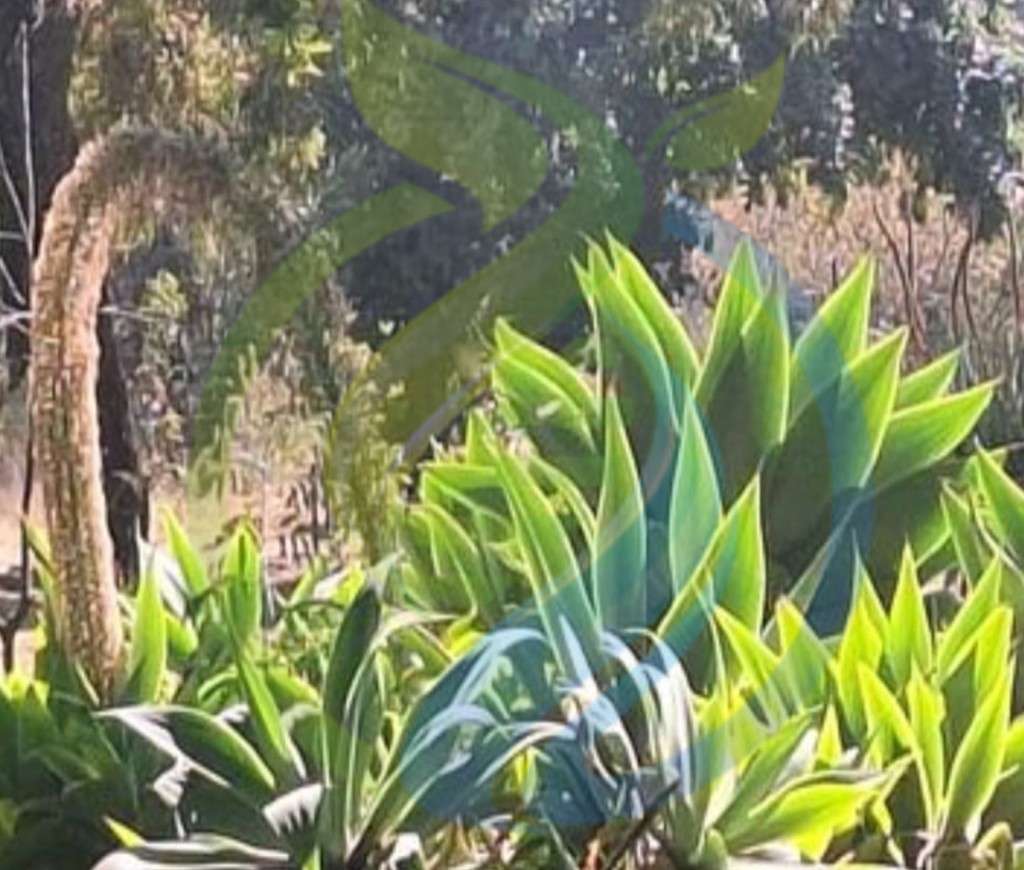Fox tail Agave
