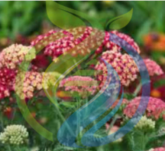 Yarrow Plant seed pink and red