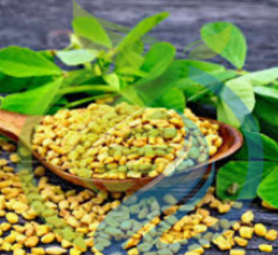 Fenugreek seed