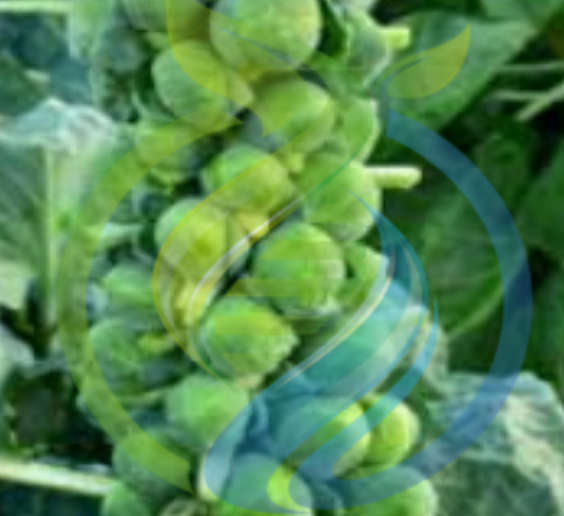 Brussel Sprout Long Island seeds