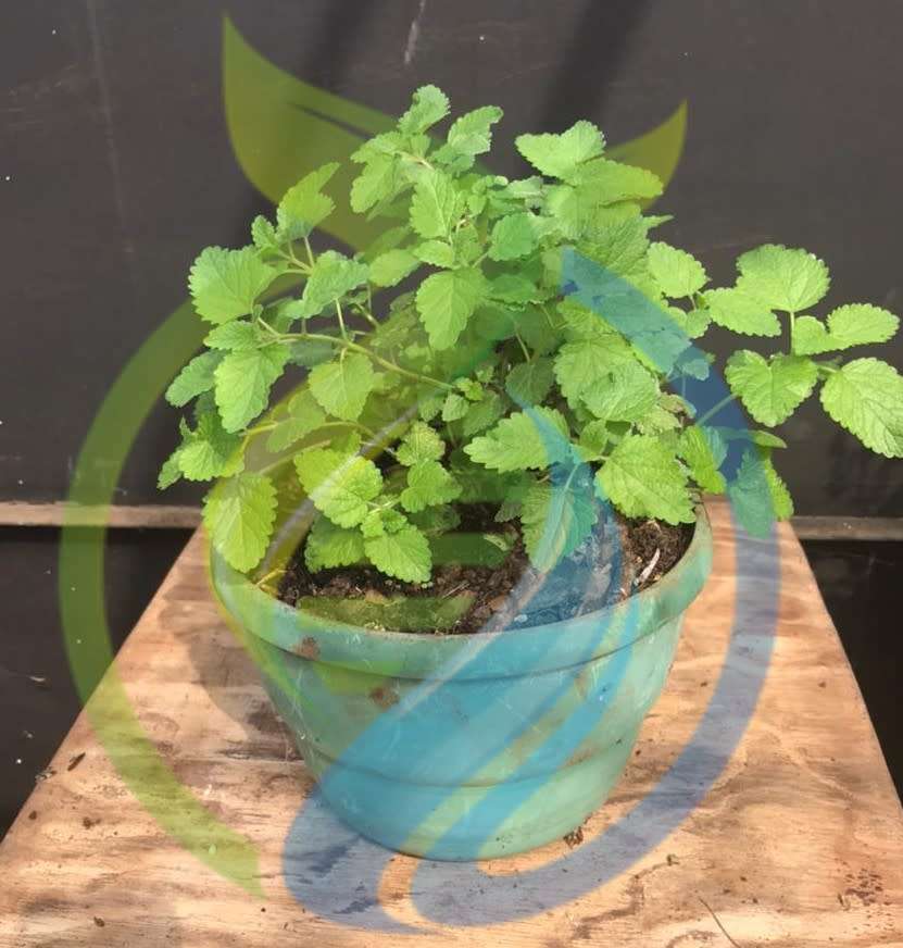 Lemon Balm Plant