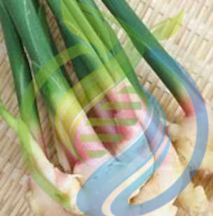 Palmarosa Grass Seed