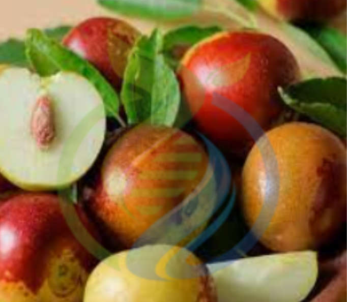 Jujube tree seeds