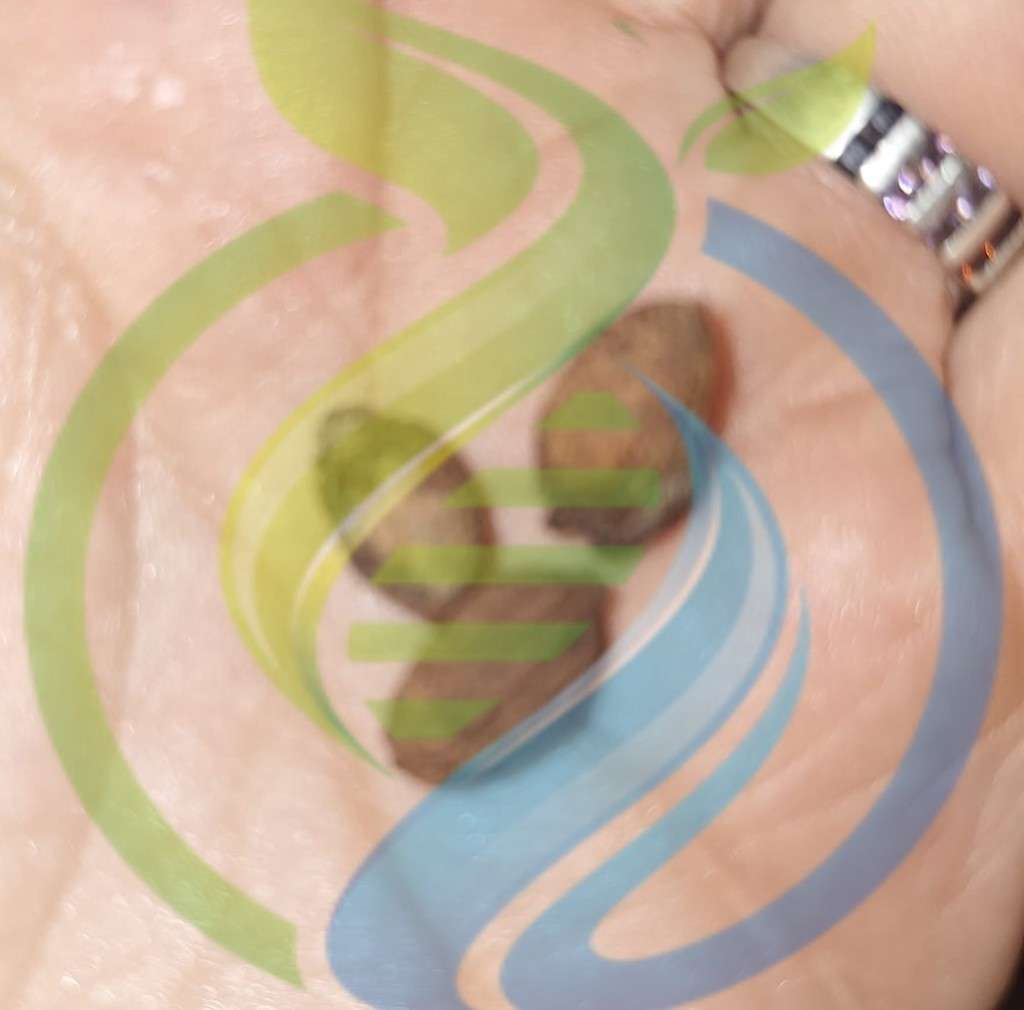 Arbequina Olive Seed