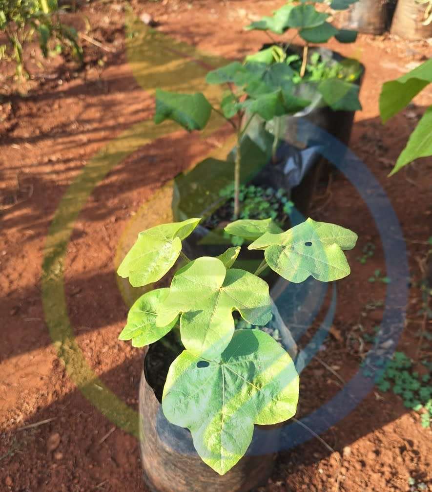 Snot apple fruit tree