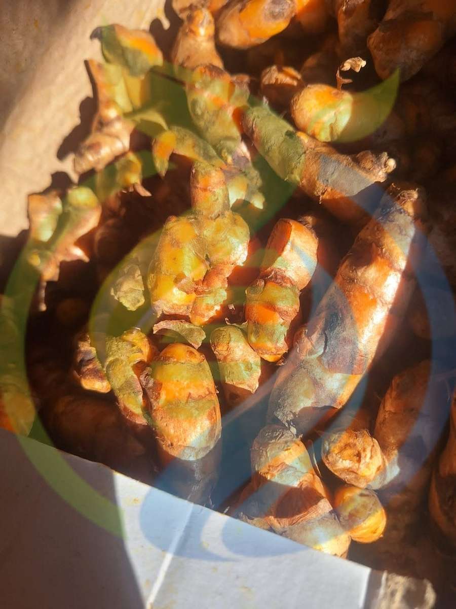 Fresh Turmeric Roots