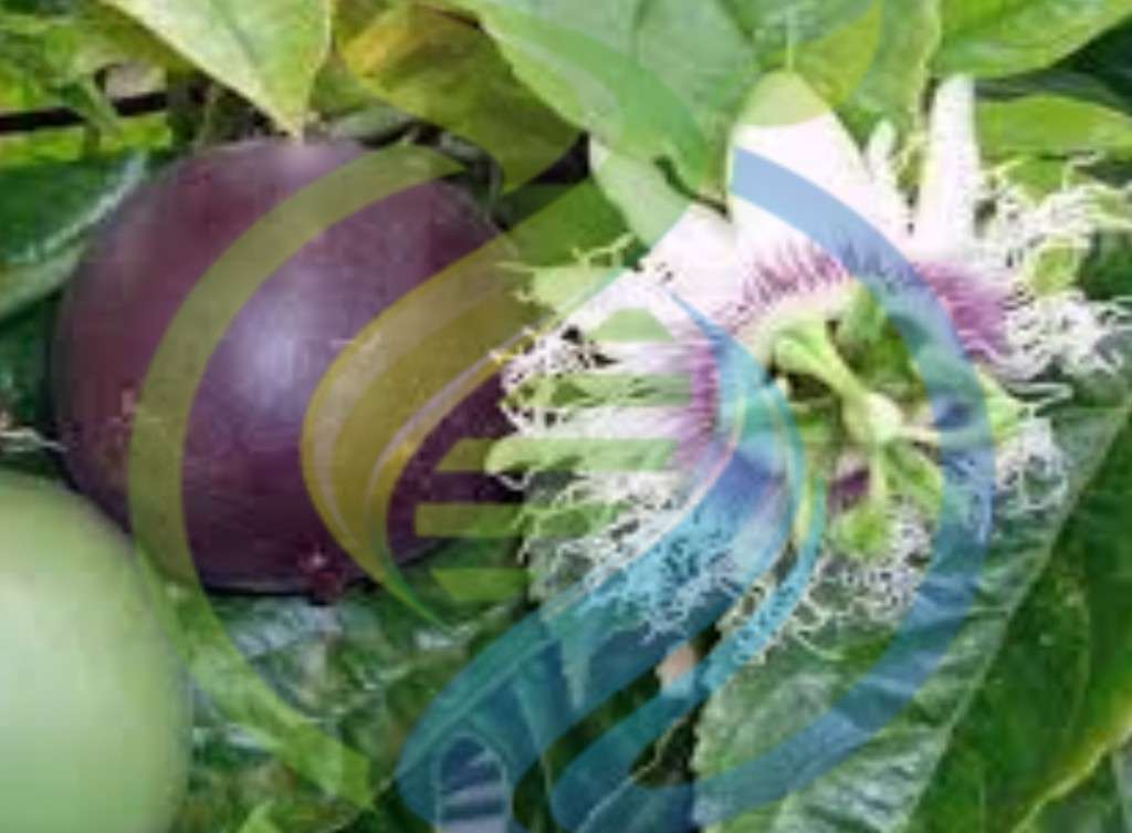 Ester Granadilla seeds