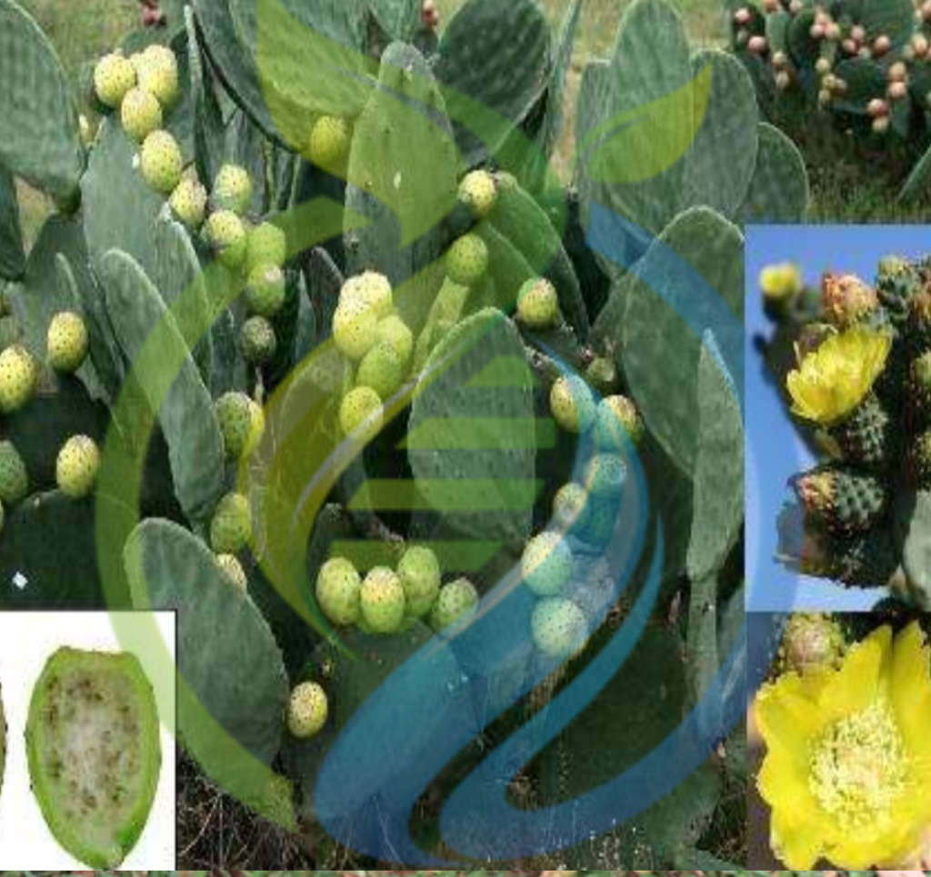 American Giant Prickly Pear