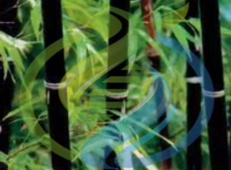 Black bamboo plant