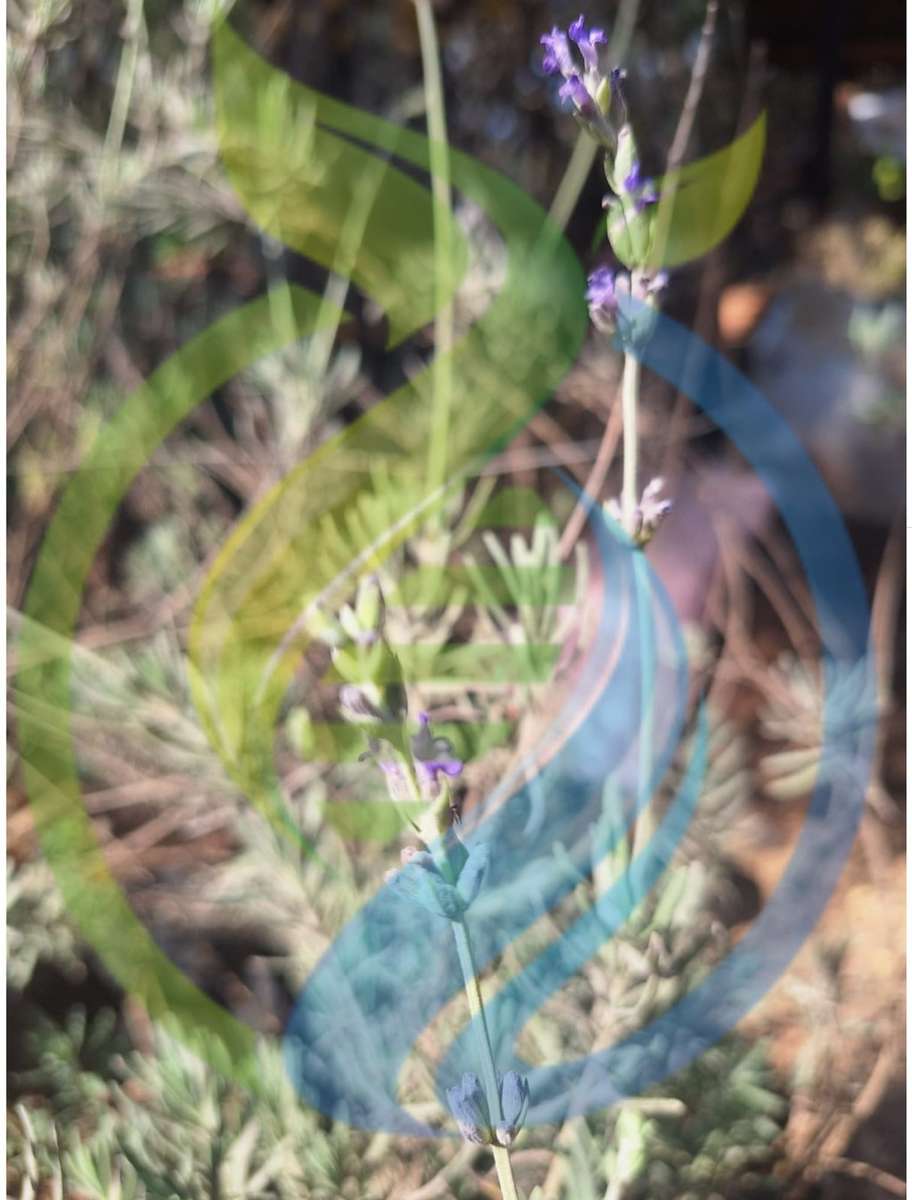 Margeret Roberts Lavender Plant