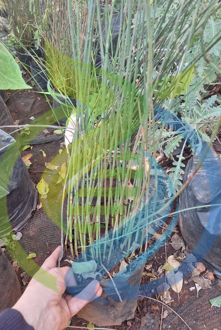Horestail Herb plant
