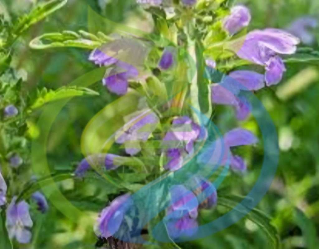 Moldavian Dragon head Seed