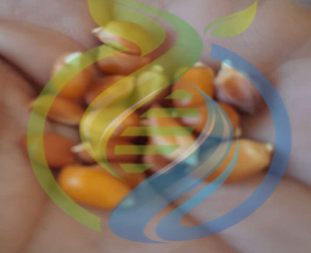 Popcorn Heirloom seeds