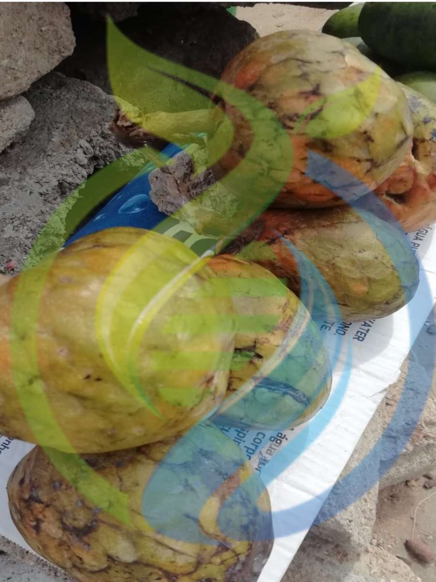 Large Custard Apple Seeds 10s