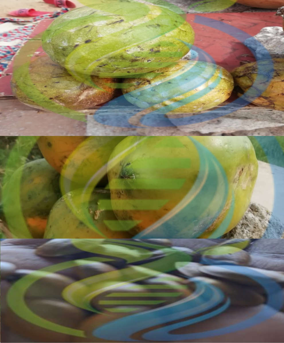 Mozambique Tropical Fruit Seed Special