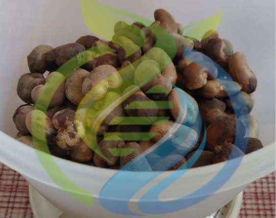 Fresh Cashew nut seeds