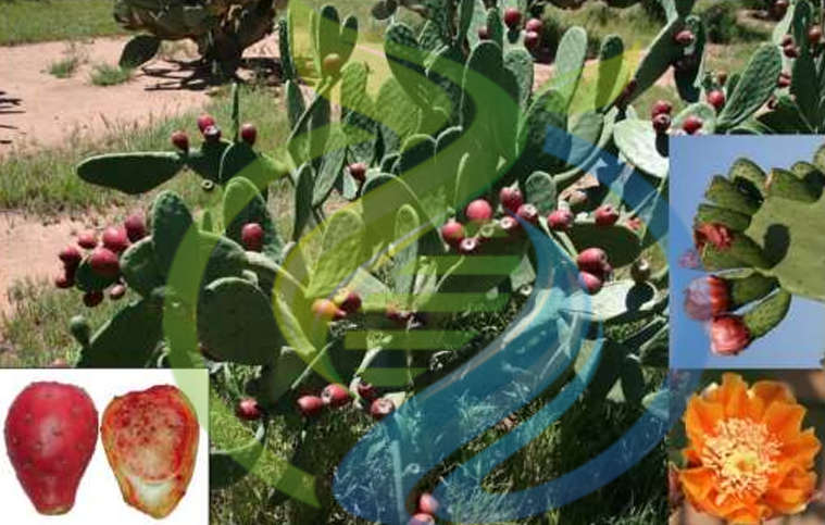 Roly Poly Prickly Pear Leaf