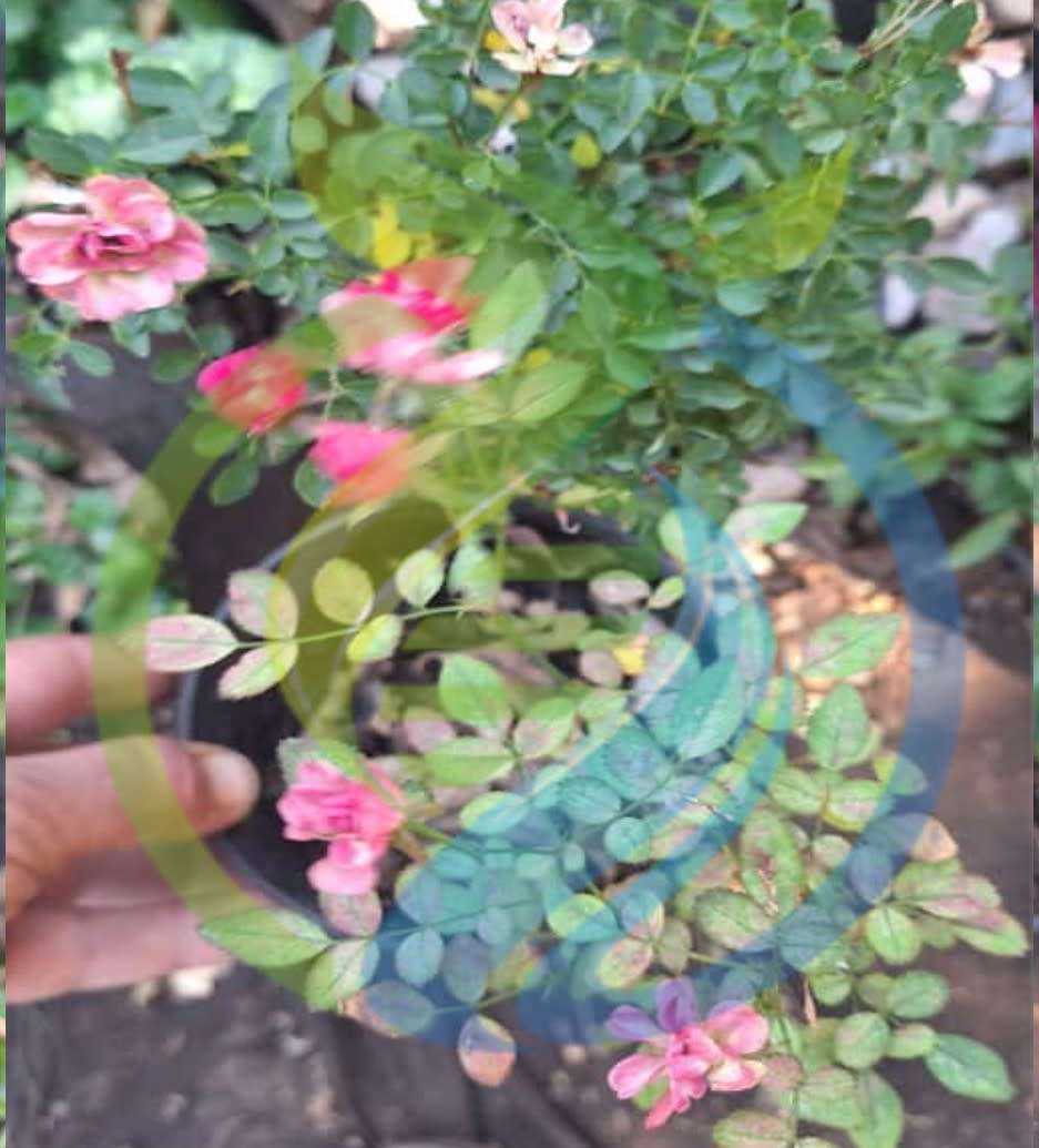 Miniature Rose tree
