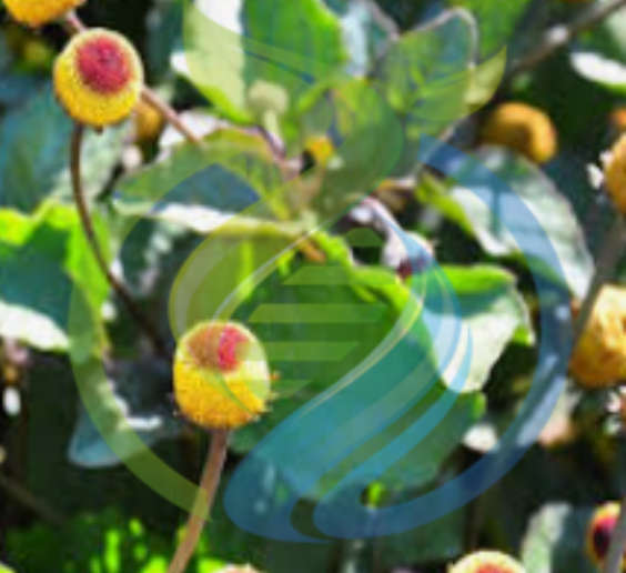 Toothache Plant Seed