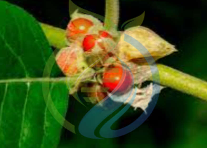 Ashwanganda Seed