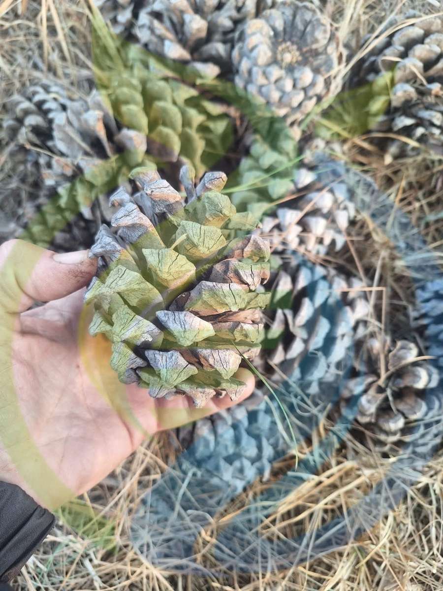 Pine Cones
